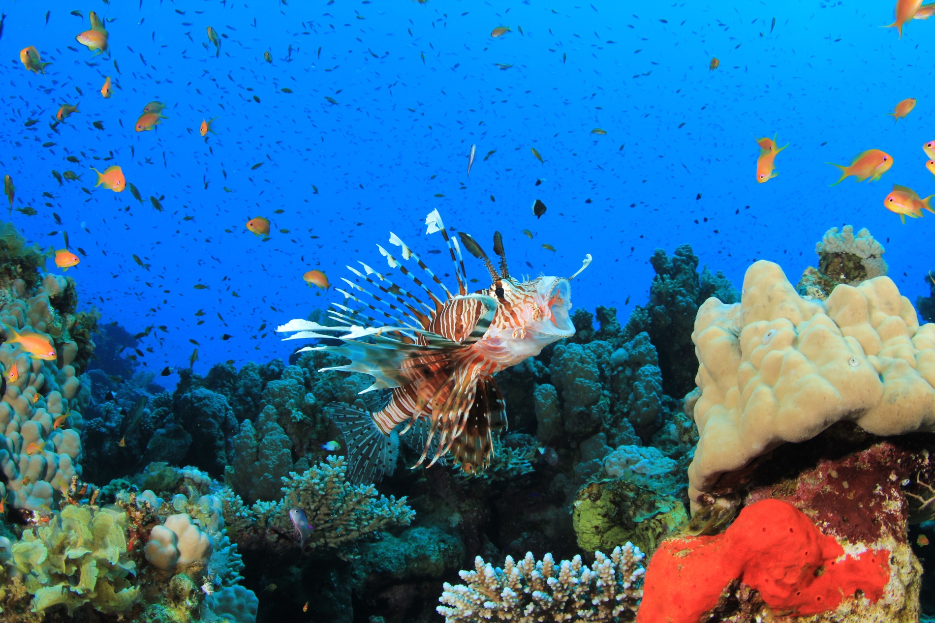 The Voracious and Invasive Lionfish Is Taking Over the Atlantic. Here's ...