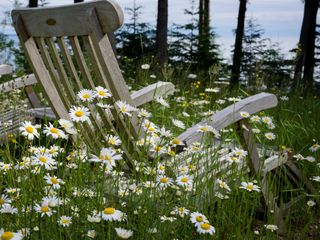 chamomile flowers and garden chairs