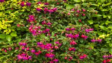How to plant a hedge to create a beautiful interesting border