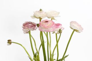 pink Ranunculus stems in full bloom against a white backdrop