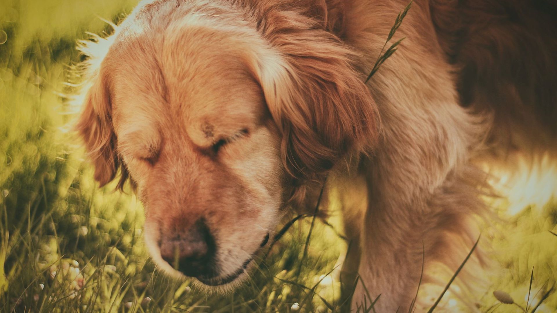 Food vs environmental dog allergies signs, symptoms and how to get a