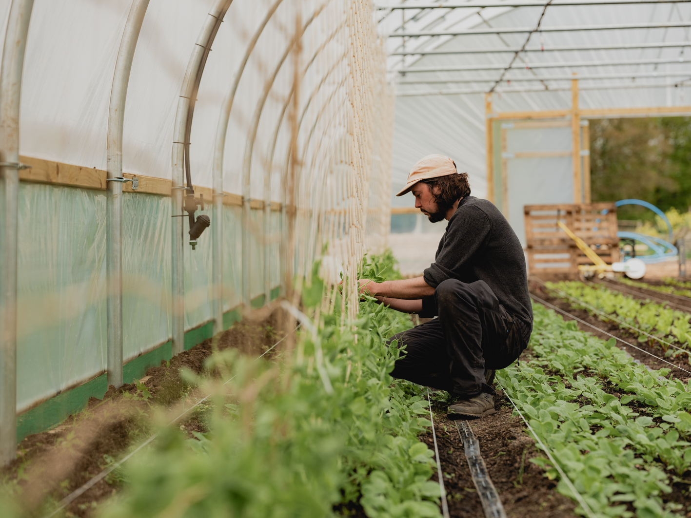 One of the Cornish farmers hired by Public House Group to grow vegetables that will be served in their various pubs