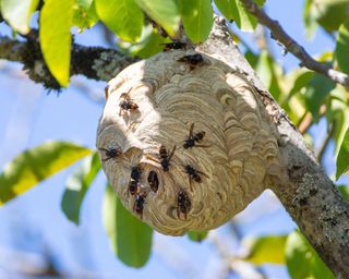 Asian hornets nest