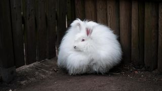 Angora fluffy rabbit