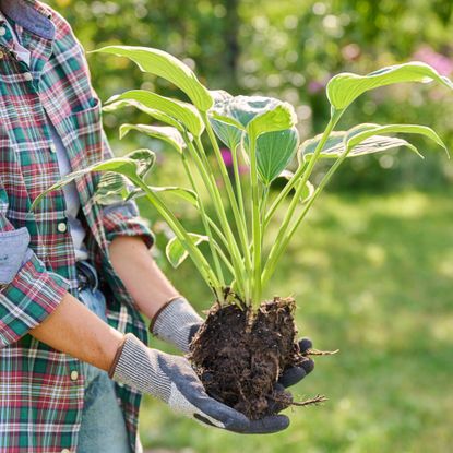 Gardener dividing hosta for more free plants