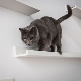 IKEA cat climbing wall