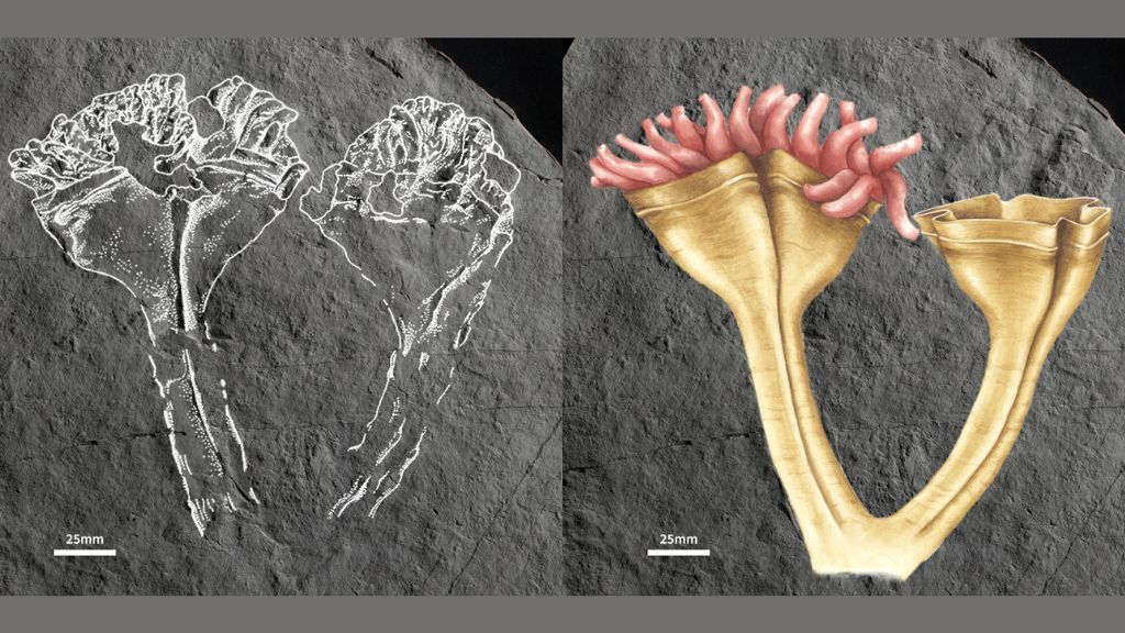 (left) a fossil of a precambrian jellyfish relative outlined in white; (right) a colored illustration of the same animal, which resembles a sea anemone with two cup-like structures full of short tentacles