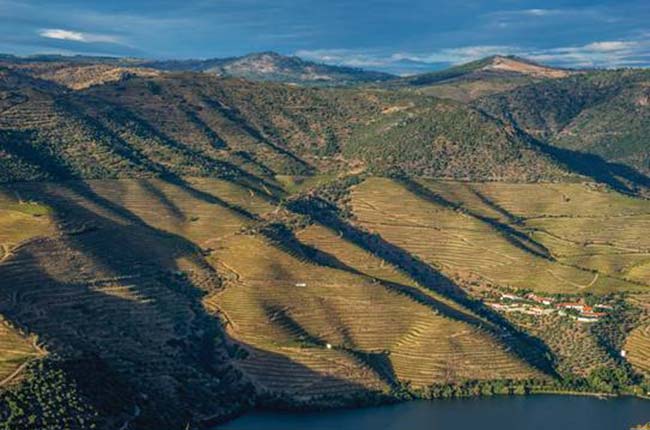 Cockburn's 2015 Vintage Port release