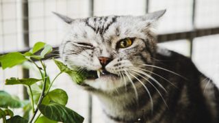 American shorthair cat biting houseplant