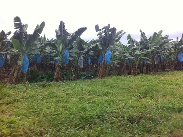 Racers passed many banana plantations