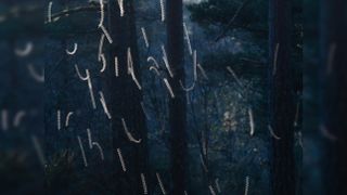 Long exposure shot of gnats – looking like dancing around – in a blue tinted forrest with subtle woodland textures