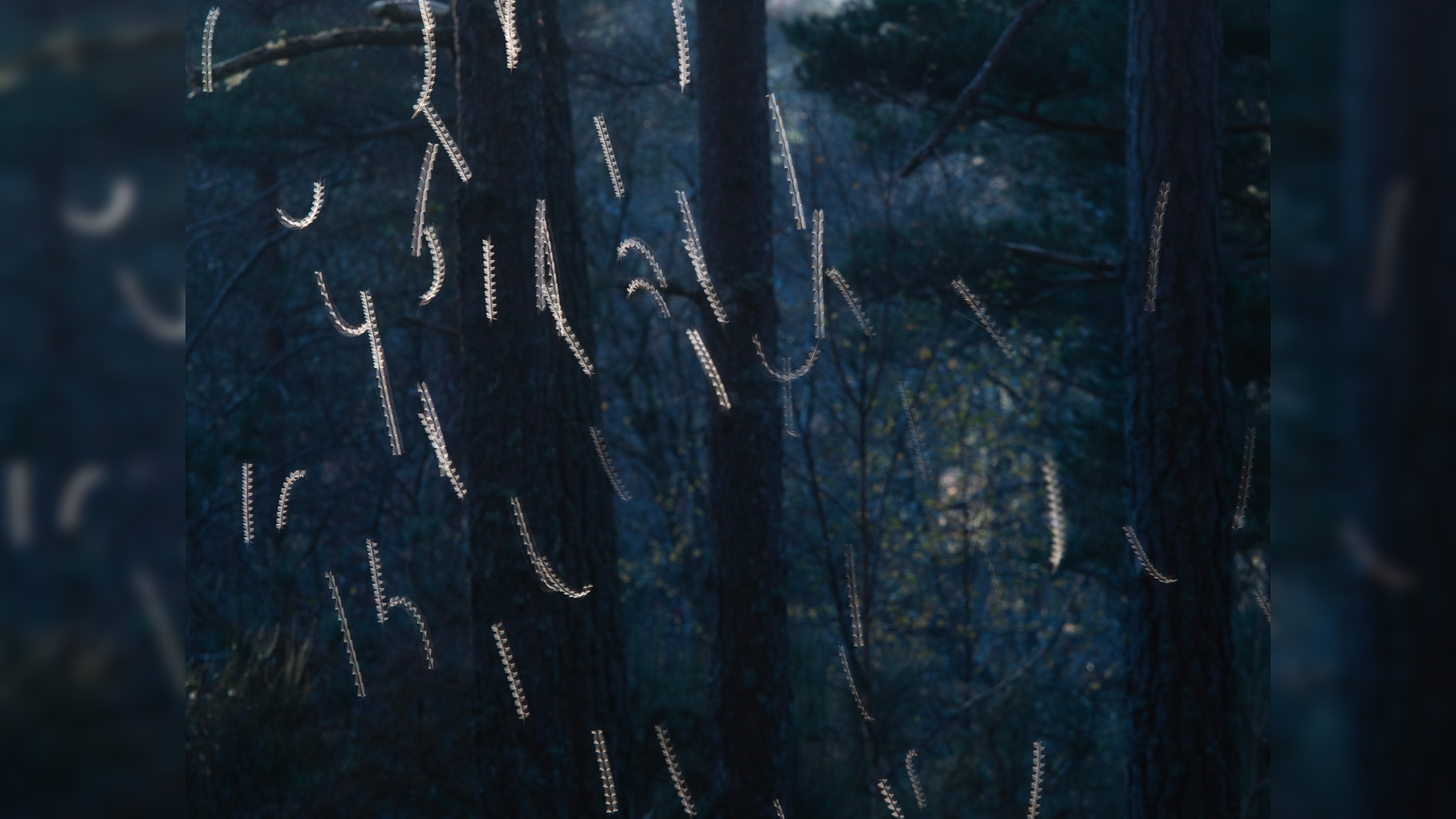 Long exposure shot of gnats &ndash; looking like dancing around &ndash; in a blue tinted forrest with subtle woodland textures 