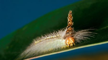 Mad Hatterpillar, larva wearing head capsules from each previous moult. Gregarious and destructive larval stage, a leaf-skeletoniser on eucalypts.