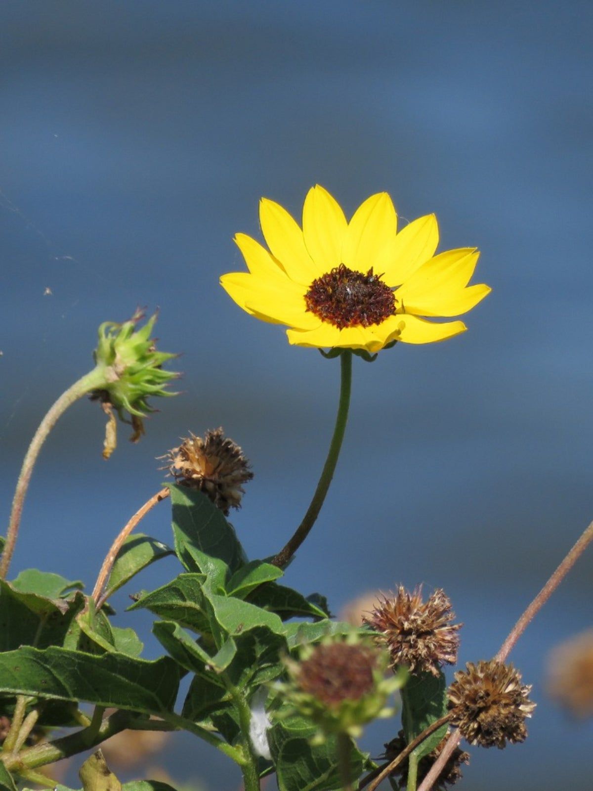 A Yellow Flower