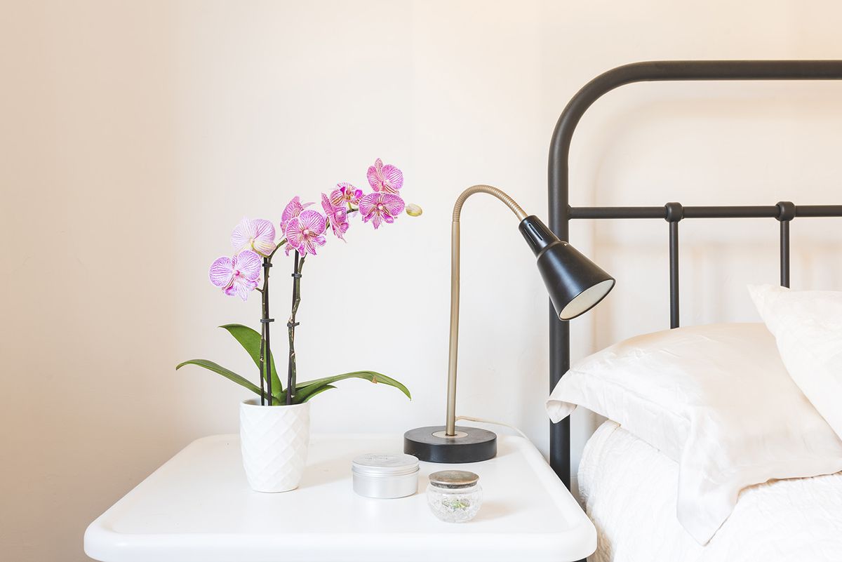 How to get an orchid to rebloom: expert tips for healthy growth