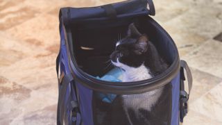 Black and white cat looking out over the top of a soft carrier