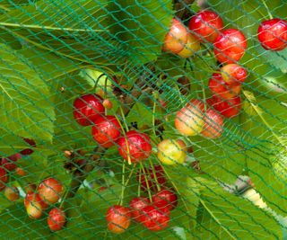 A cherry tree with green netting over it
