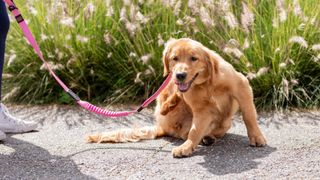 Golden Retriever stopping to scratch themselves while being taken for a walk