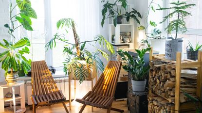 Tropical indoor plants in the interior room white loft in country house