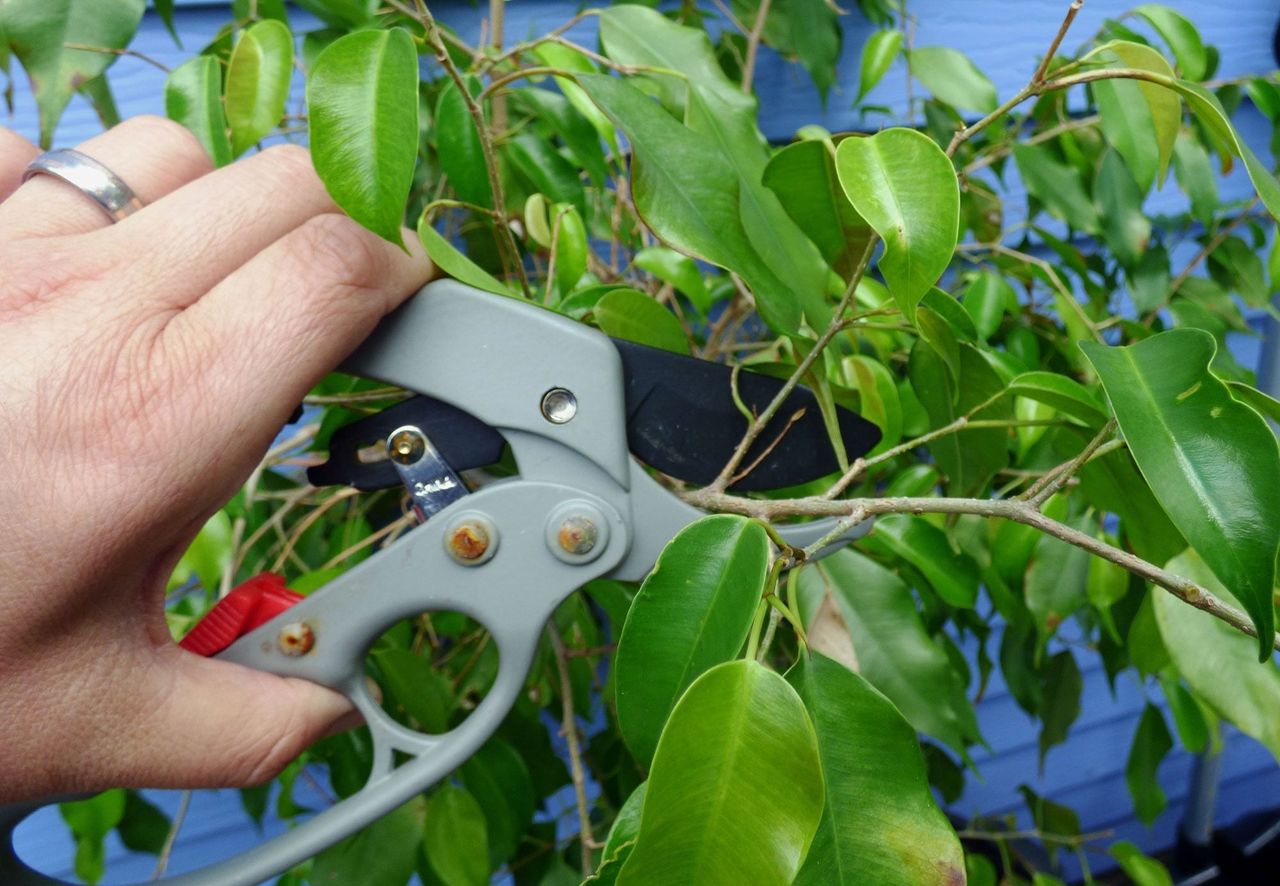 Pruning Of Ficus Tree