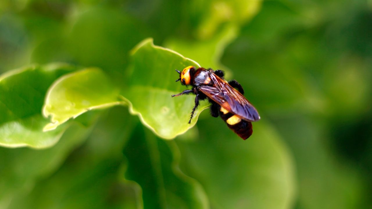 Asian hornet