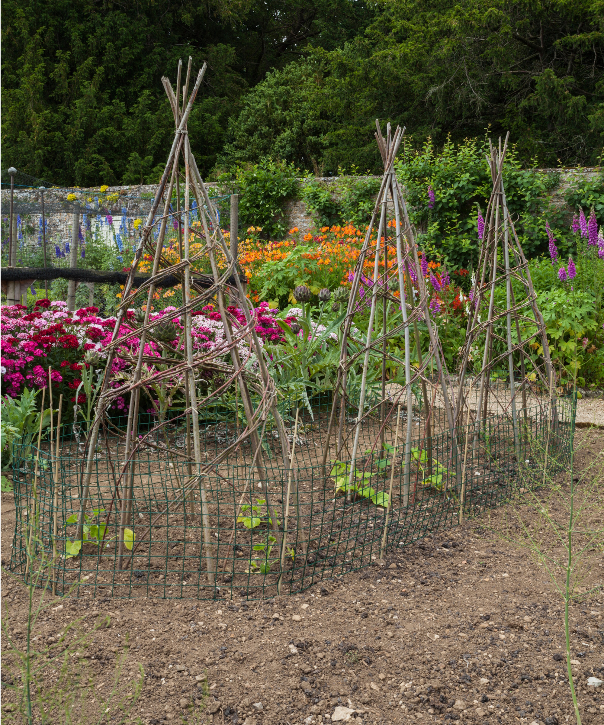 Sweet pea teepee