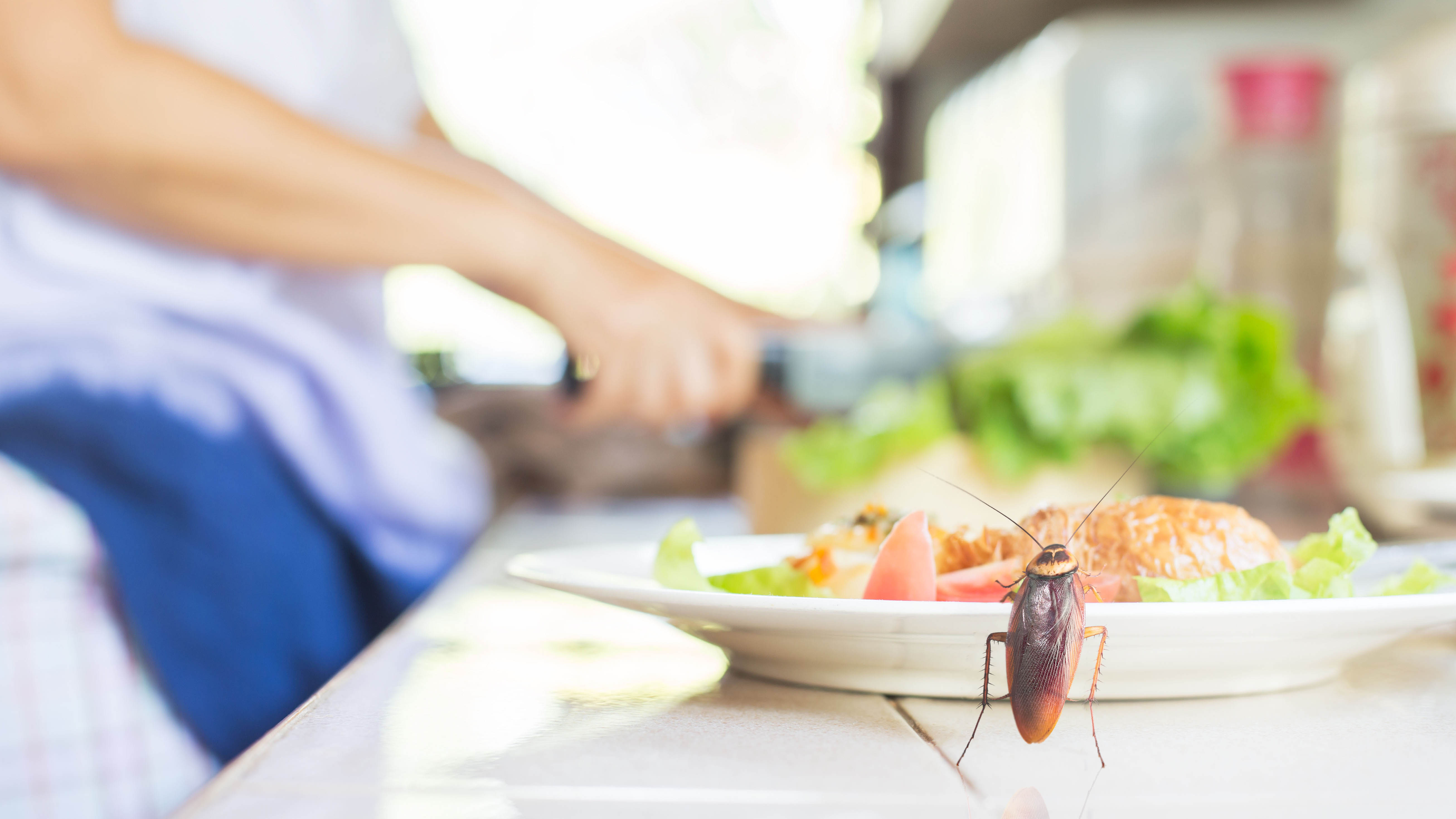 Uma barata se alimentando de um prato de comida na cozinha