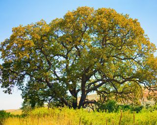 Oak tree in a field