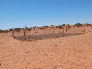 One of the fenced plots excluding kangaroos in Sturt National Park, western NSW, showing a clear difference in vegetation cover due to grazing pressure where dingoes are rare.