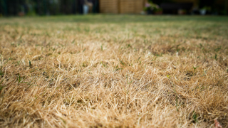 Close-up of brown grass