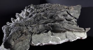 A side view of the stupendously spiky nodosaur fossil.
