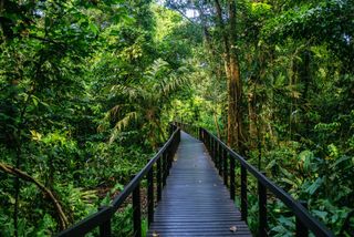 Costa Rica, Limon, Wooden pathway in Cahuita National Park