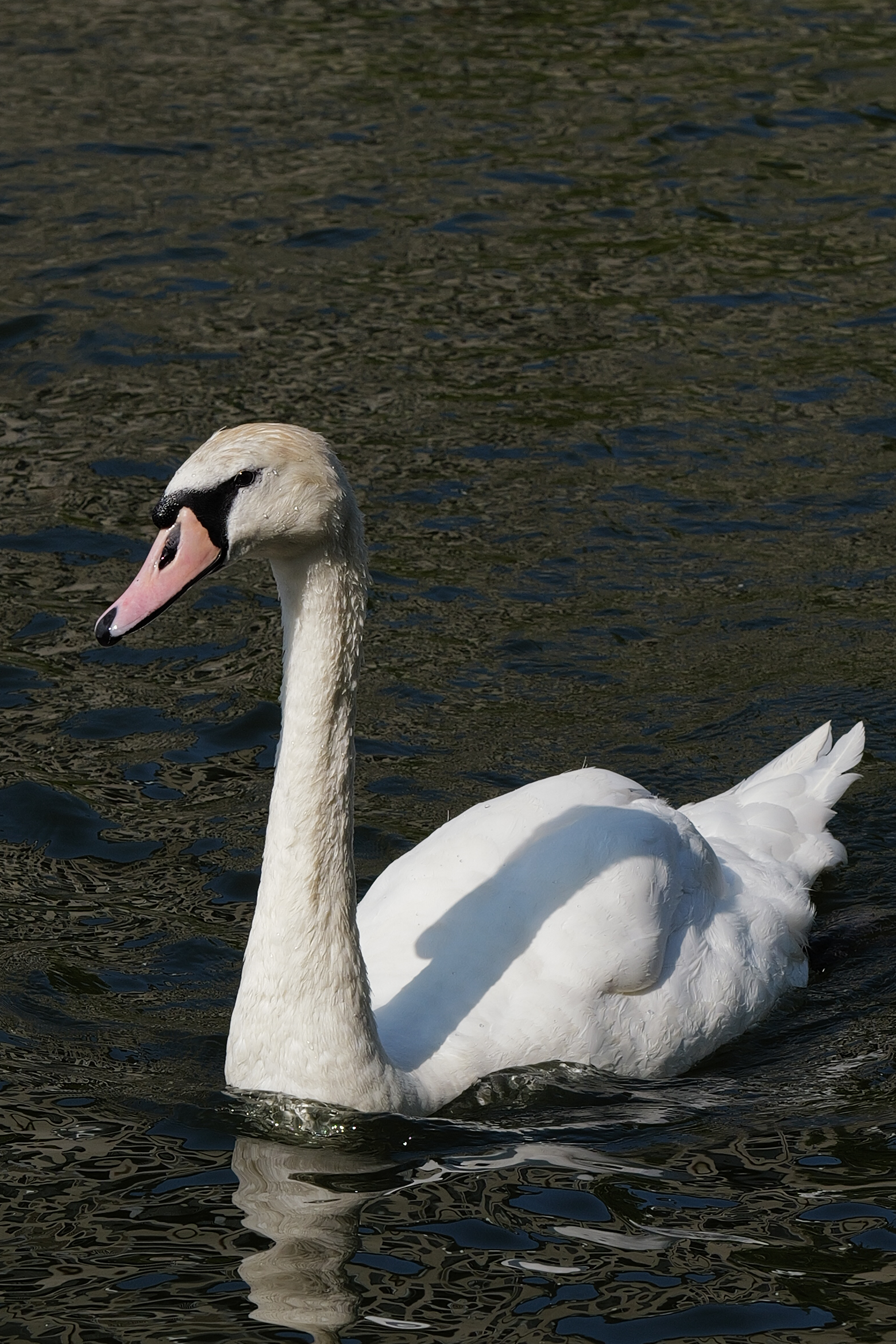 A photo of a swan taken on a Leica Q3 43 camera