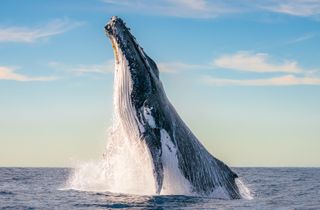 A breaching humpback whale on its migration path along the Australian coastline. New South Wales, Australia. Ocean Photographer of the Year 2024 finalist