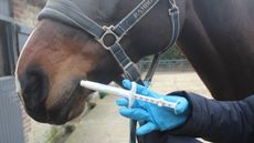 Worming a horse with a paste syringe via the mouth while wearing protective gloves.