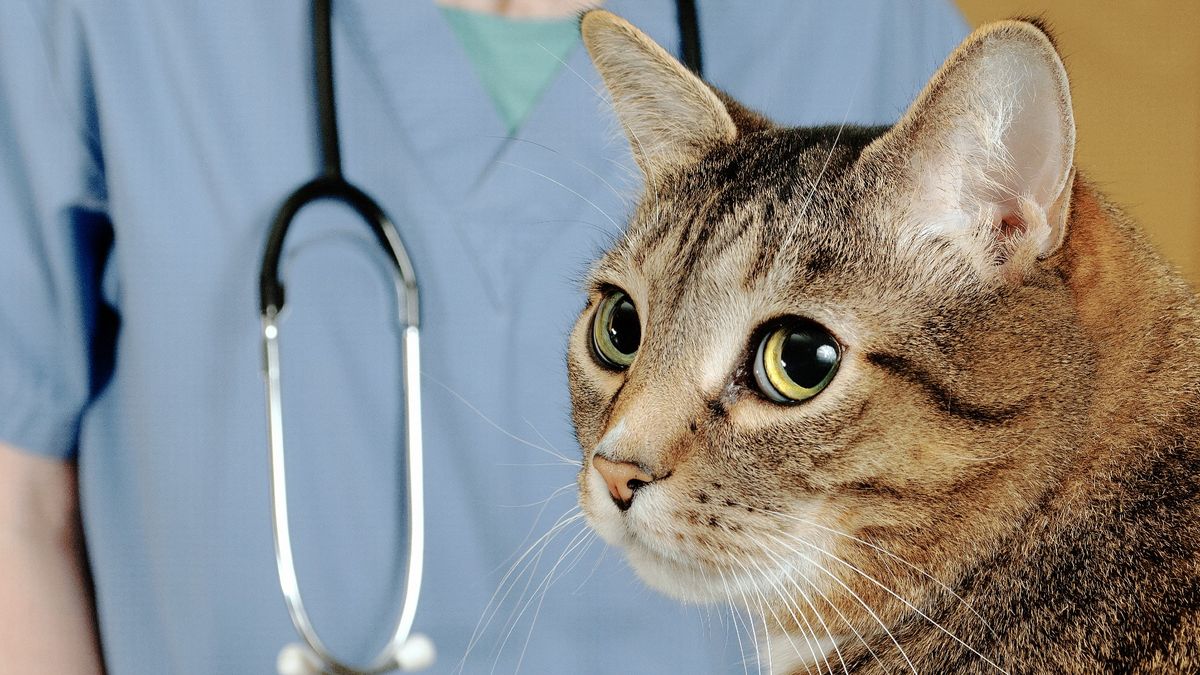 How often do cats need rabies shots? PetsRadar