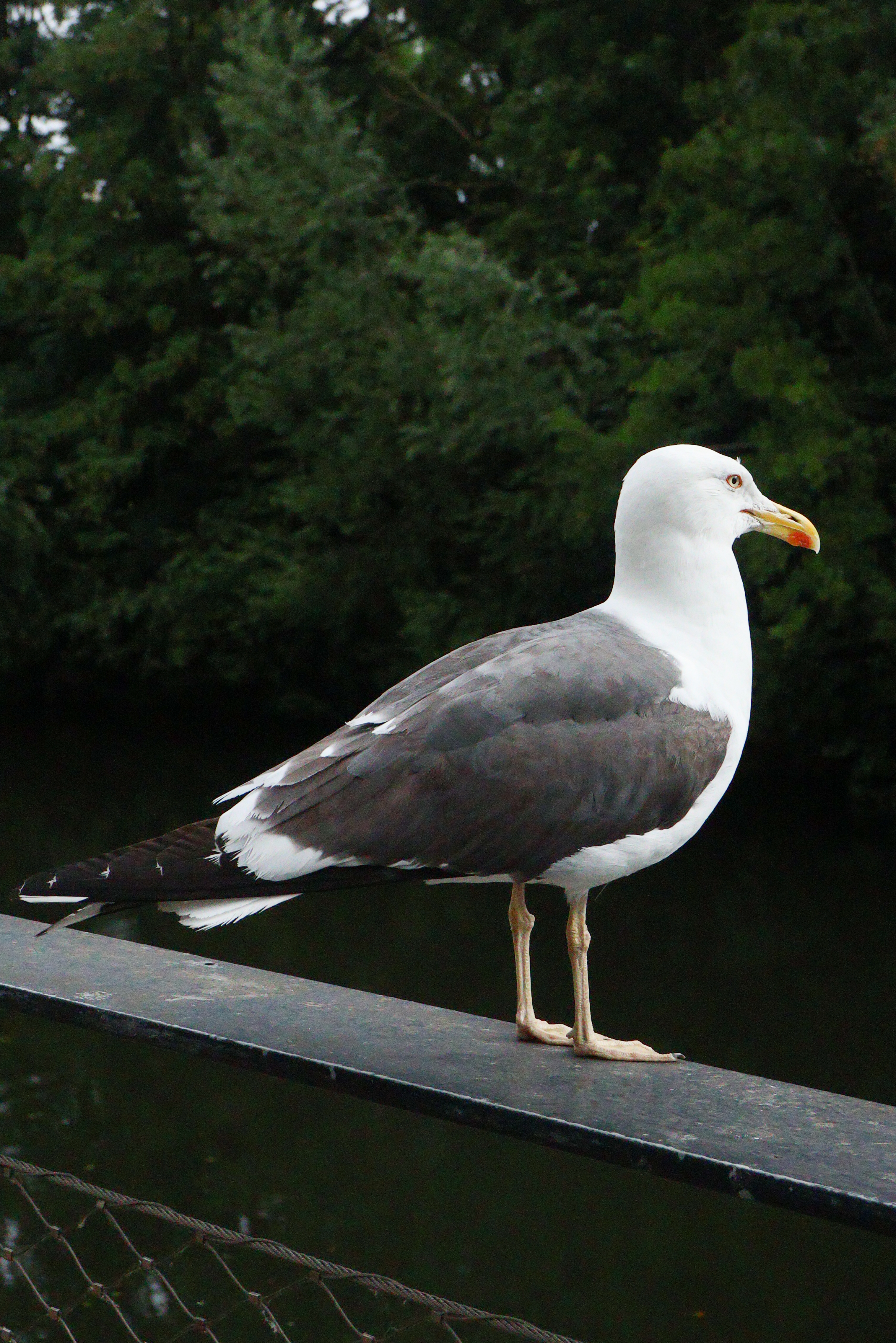 A photo of a seagull perching taken on a Canon EOS R50 V mirrorless video camera