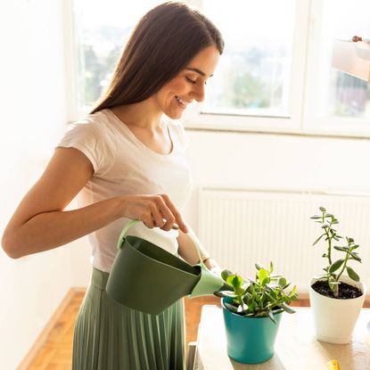 Woman waters jade plant