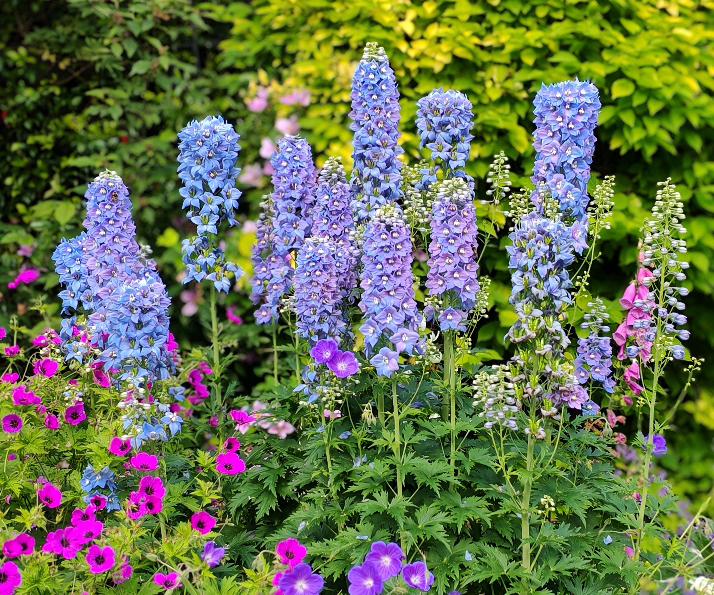 pale blue delphinium plants growing in a border