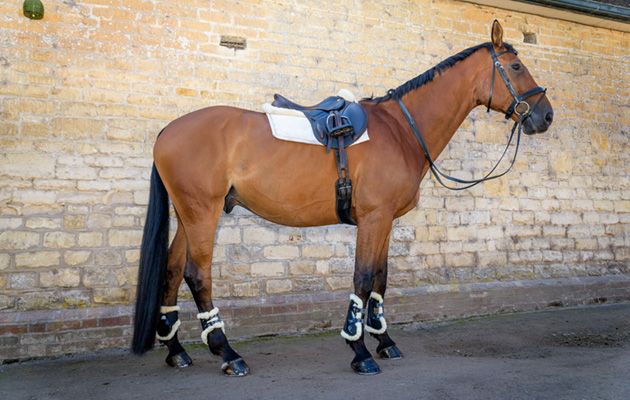 Veredus STS Carbon Gel Vento boots review