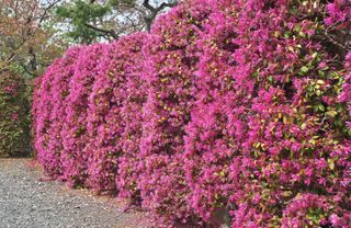 Loropetalum chinense