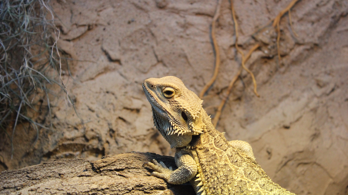 Image showcasing How long can bearded dragons go without heat? | PetsRadar