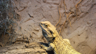 Bearded dragon standing on mud and facing towards a light