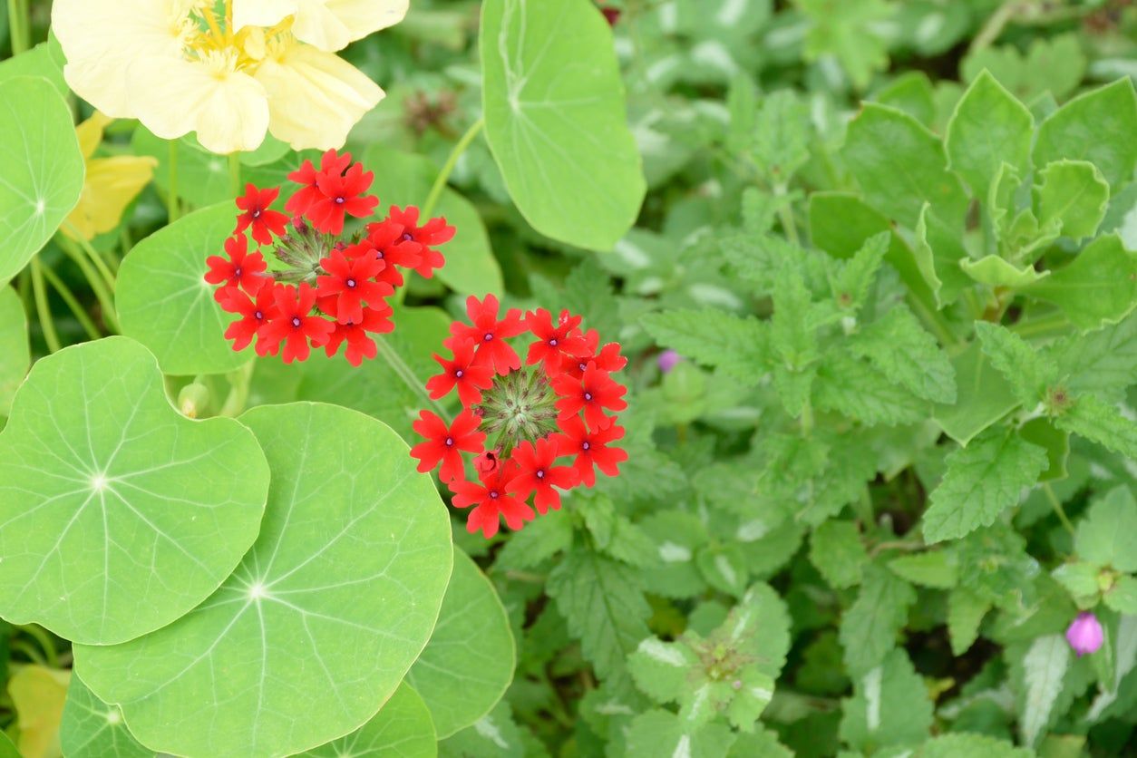 Verbena And Other Plants