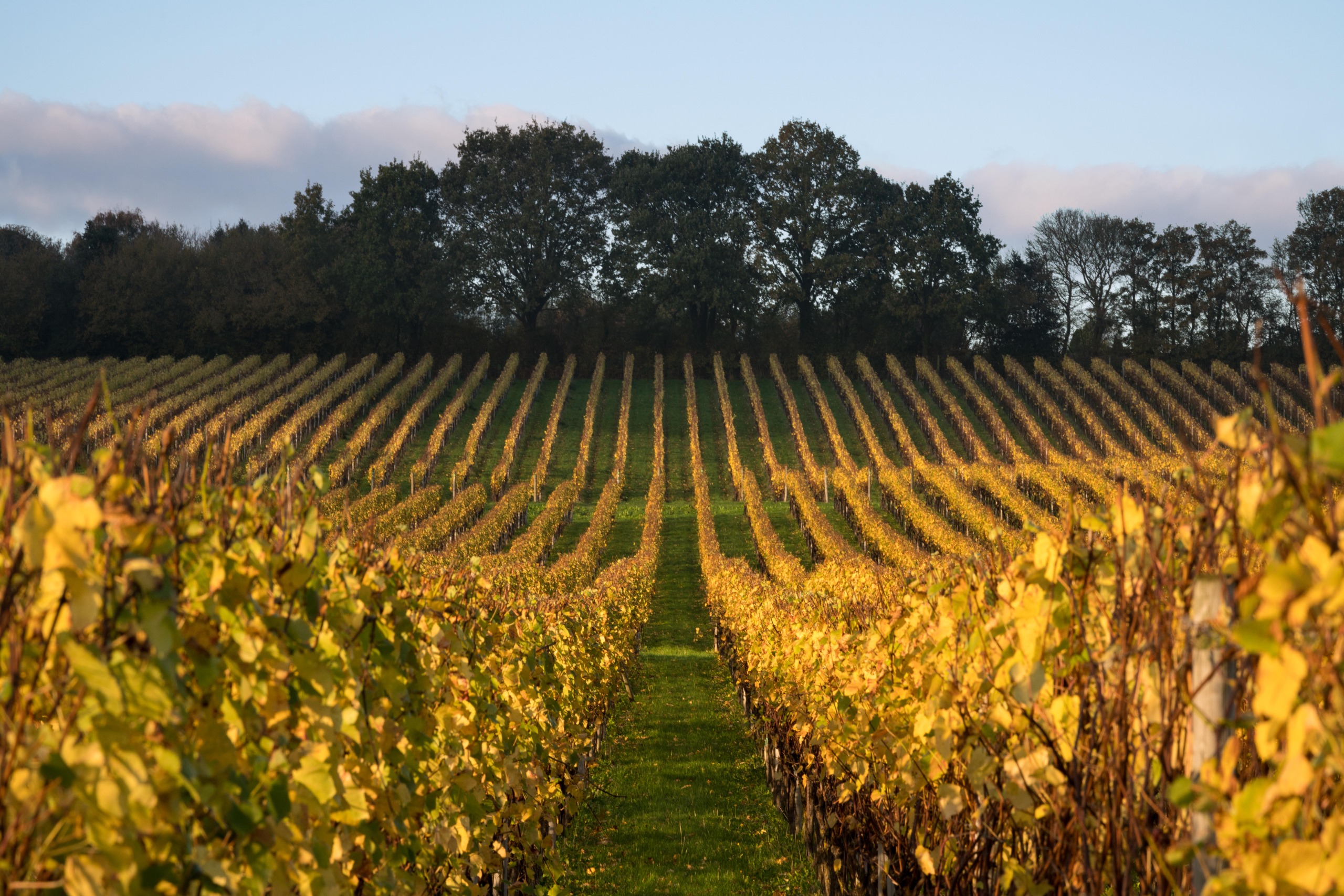 A vineyard glows under the autumn sun