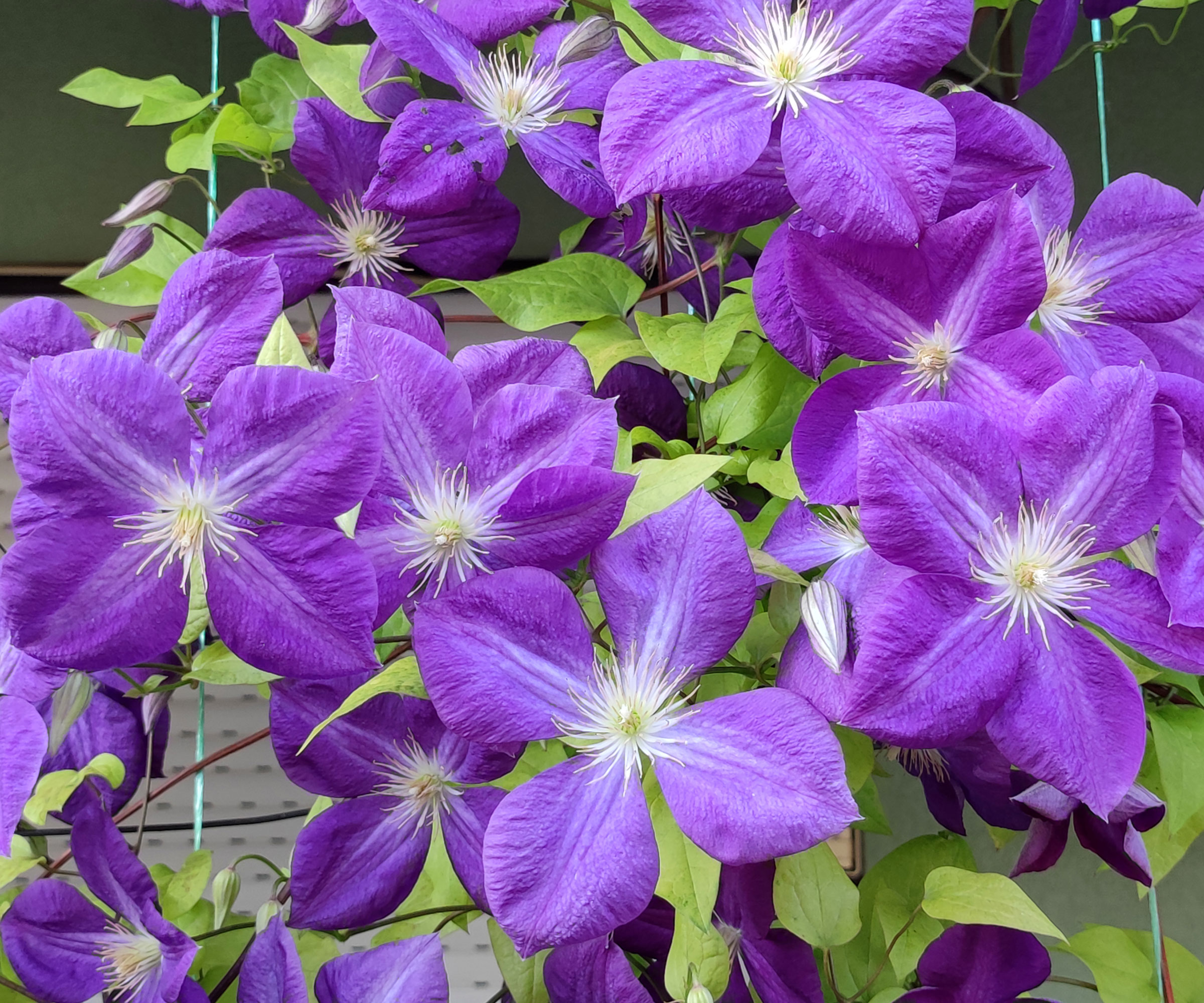 clematis growing up wire trellis with large purple flowers