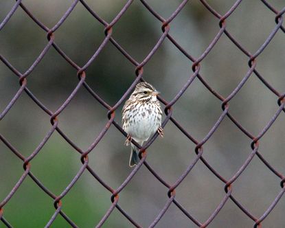 Chain link fence with bird perched on fence