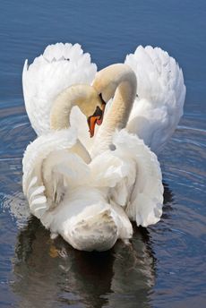 Mute Swans in a mating dance.