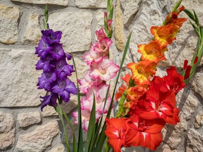 Purple Pink Red And Orange Gladiolus Flowers