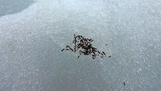 snow fleas